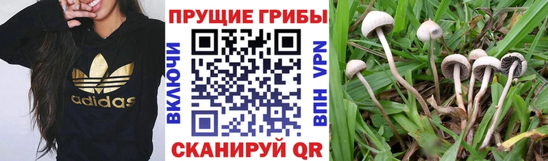 Псилоцибиновые грибы мухоморы Ейск